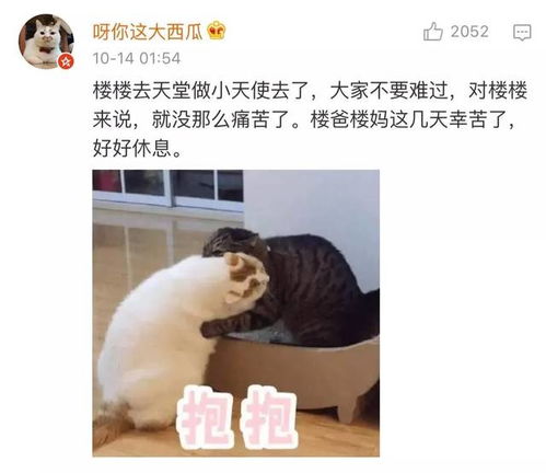 来不及告别,这只8岁的表情包回喵星了