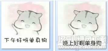 早上好啊单身狗表情下载早上好啊单身狗表情包免费版jz5u绿色下载站