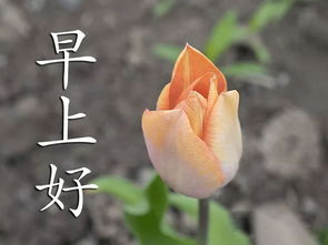 早上好图片大全集新的一天早上好表情包