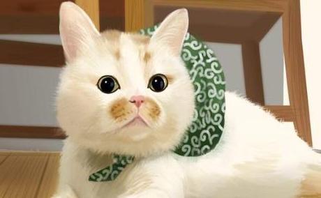 这些猫咪都是戏精,你可能不知道名字,但都见过它们的表情包