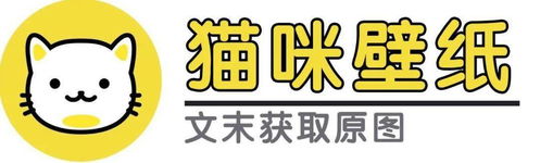 刚睡醒,什么事丨第299期猫咪表情包