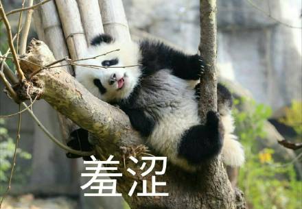 表情包滚滚滚