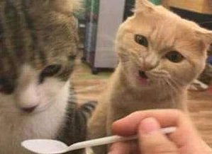 看见女主人在抱别的猫,这只美短的表现,让人笑到胃疼