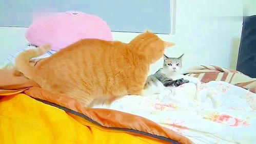 家里两只猫打架,橘猫的表情全是戏,承包了我一天的笑点