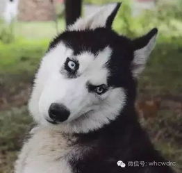 咬表情包二哈