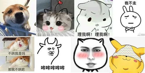 微信和女生聊天,发哪种表情包好