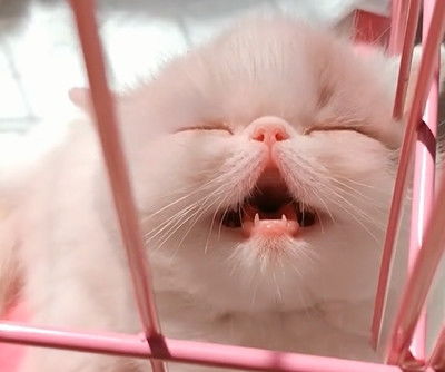 小猫咪做梦梦到吃小鱼干,张着嘴巴睡觉笑哈哈,可爱表情萌翻了