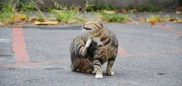 猫为什么喜欢被挠下巴