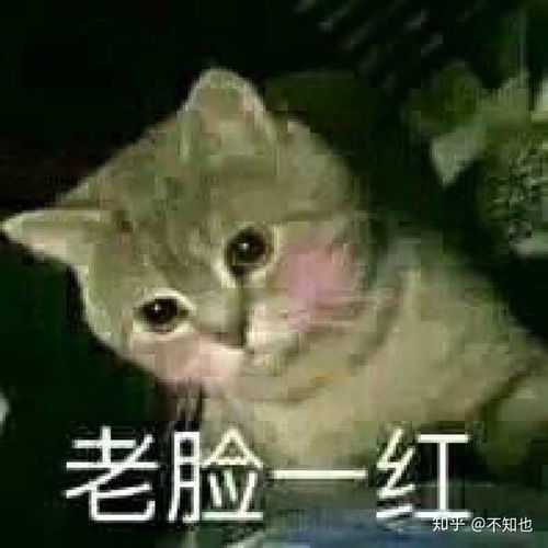 哼猫咪表情包