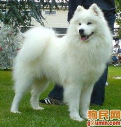 什么品种样狗狗最漂亮最忠诚最长寿命是多长搜狗问问