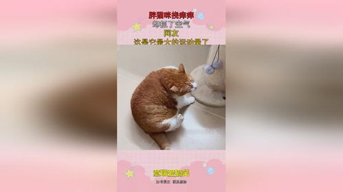 胖猫咪挠痒痒,却抓了空气,网友这是它最大的运动量了