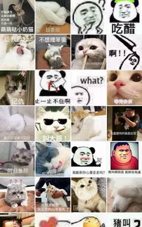 对不起,我们表情包不合,不能在一起