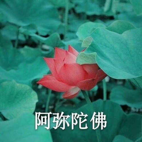 妈表情包图片大全莲花