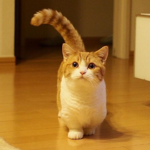 想知道猫咪此时此刻的心情观察猫咪的尾巴最简单
