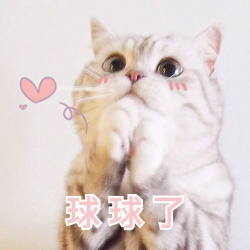 萌宠安利云养宠物我关注的小可爱猫狗鹅