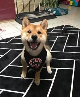 贪吃柴犬双手靠椅子低头装郁闷,主人笑这表情给一百分