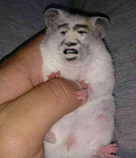 动画表情包图片可爱小老鼠