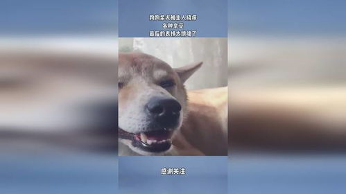 狗狗柴犬被主人挠痒,各种享受,最后的表情太销魂了