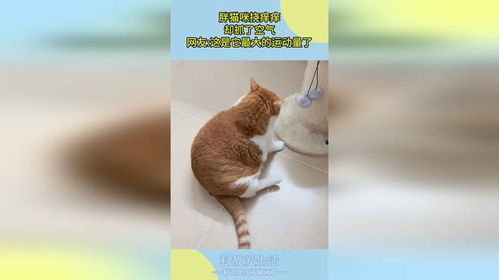 胖猫咪挠痒痒,却抓了空气,网友这是它最大的运动量了