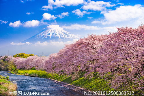 富士山下的樱花树高清摄影图片