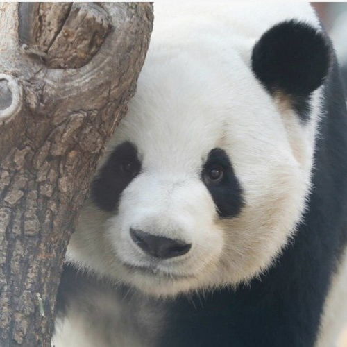 大熊猫萌兰8岁生日快乐和花和叶生日快乐