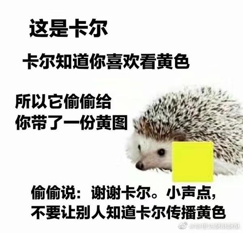 各种各样的表情包小刺猬