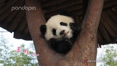 pandapia萌仙女下凡啦