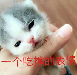 猫咪表情包合集笑得露出小虎牙