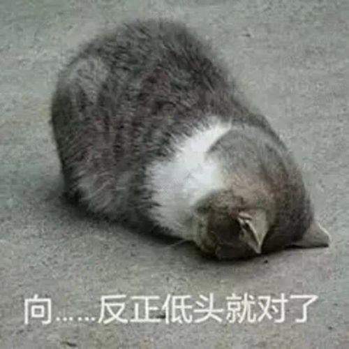 猫咪挠痒痒表情包刺猬