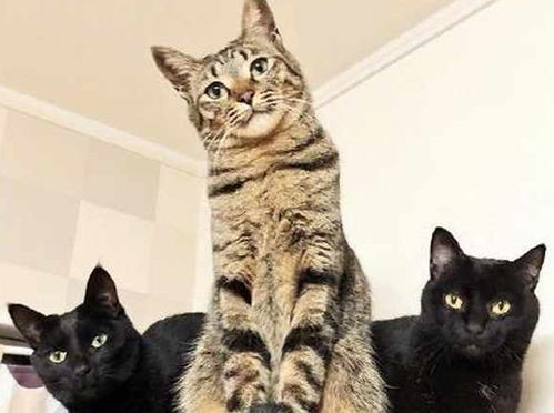 给猫咪拍照,戏精狸花猫卖萌抢镜,黑喵认识这二货好丢猫啊
