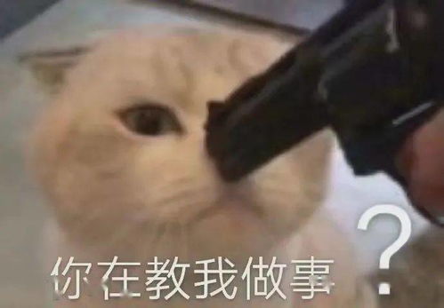 聊天必备表情包周淑怡