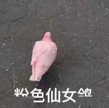 心动了吗妹妹