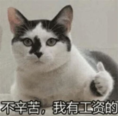 靠的表情包猫片