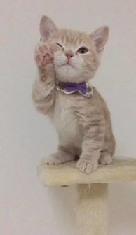 小奶猫这种东西,千万别碰,要不然...