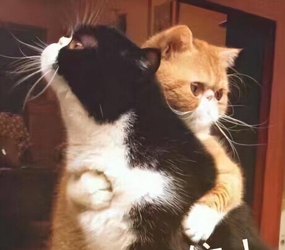 当你抱猫时,在它心里,是这么想的