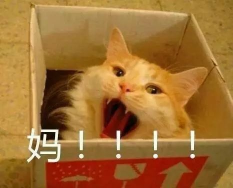 多数铲屎官都背负着一个恐怖的诅咒叫作给猫洗澡