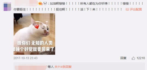 表情这只猫它叫仲二楼,至今火遍全网的表情包大佬腾讯网表情
