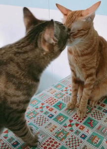 家里多了两只猫,家猫看到后脸上的表情令人笑喷,喵你们是谁