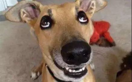 全民预防做得好,狂犬病也是纸老虎