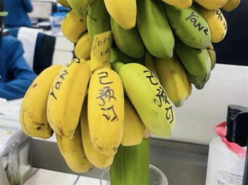 大厂员工离职后卖香蕉月入200万元,这届年轻人用蕉绿打败焦虑医生确有此理