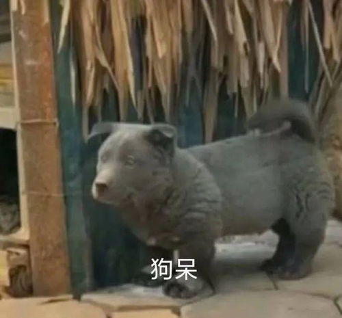 每日一笑开学了,宿舍还好吗