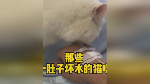 一肚子坏水