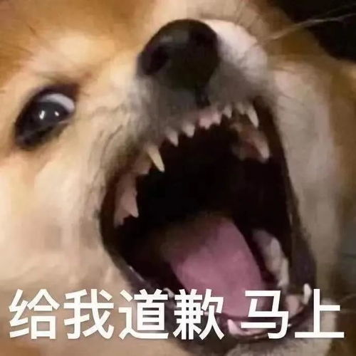 幽默搞笑表情包小姑娘,这么晚还不睡