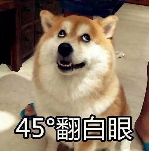 主人犯事被抓,爱犬为报复大闹警局,民警无奈要不进去陪他