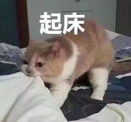 喵喵表情包