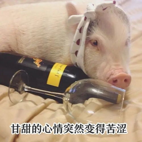 猪洗澡的视频表情包