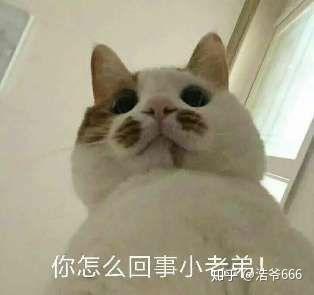 咱们国家养隼合法么如果合法在哪儿能买到