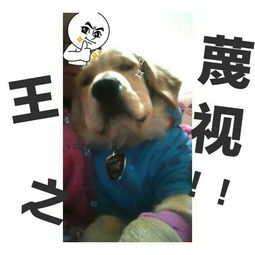 狗可以萌到什么程度