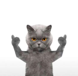 求图社会猫的