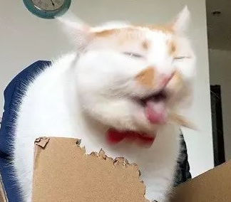 苗条喵星人吃啥都不胖,月半喵星人啃纸箱都会胖月半猫喵